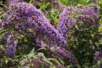 Sommerflieder / Schmetterlingsstrauch 'Wisteria Lane' - Buddleja davidii 'Wisteria Lane'