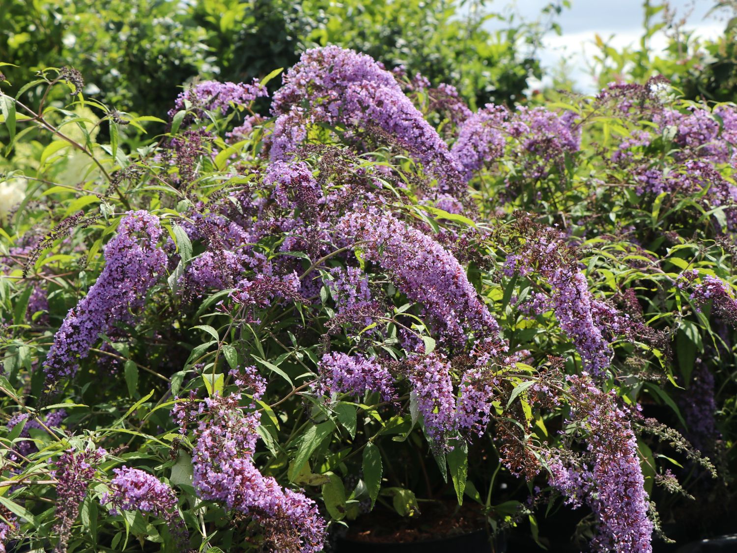 Sommerflieder / Schmetterlingsstrauch 'Wisteria Lane' - Buddleja davidii 'Wisteria Lane'