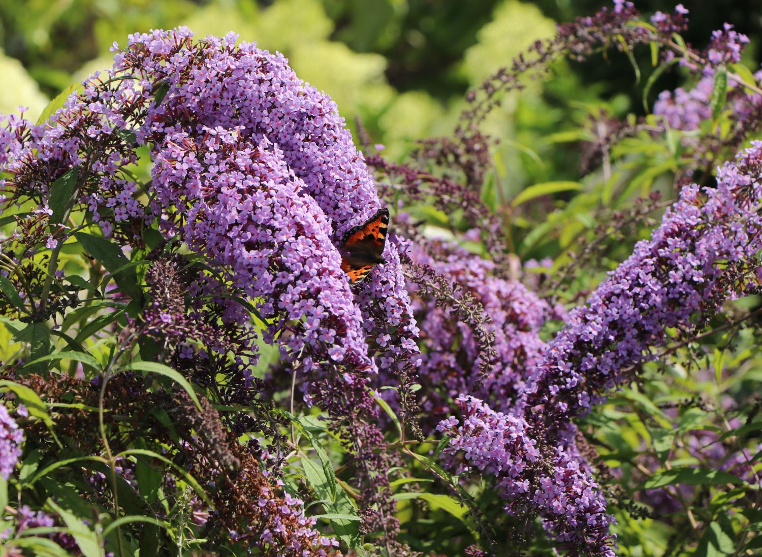 Sommerflieder / Schmetterlingsstrauch 'Wisteria Lane' - Buddleja davidii 'Wisteria Lane'