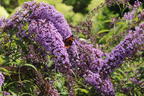 Sommerflieder / Schmetterlingsstrauch 'Wisteria Lane' - Buddleja davidii 'Wisteria Lane'