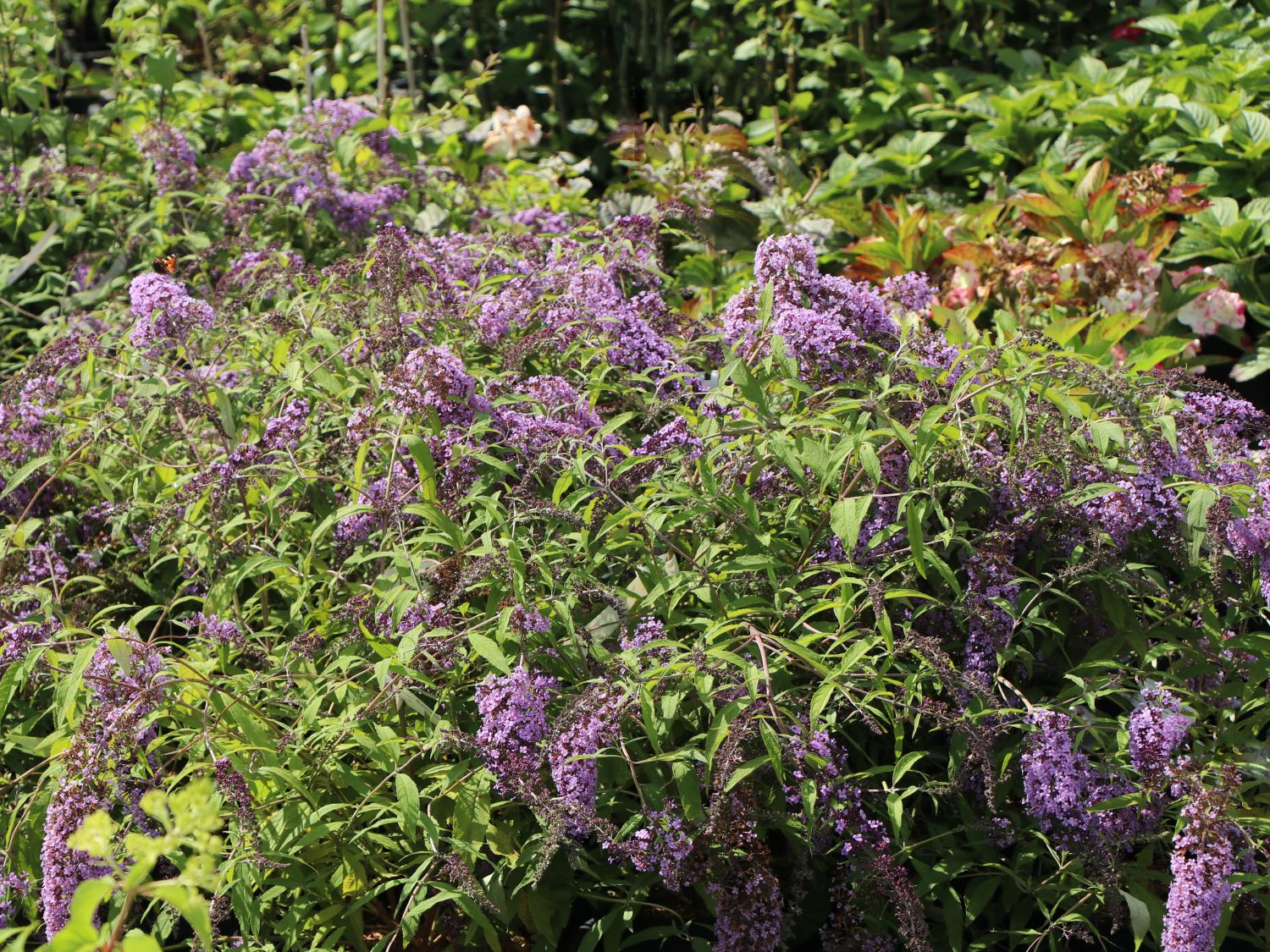 Sommerflieder / Schmetterlingsstrauch 'Wisteria Lane' - Buddleja davidii 'Wisteria Lane'