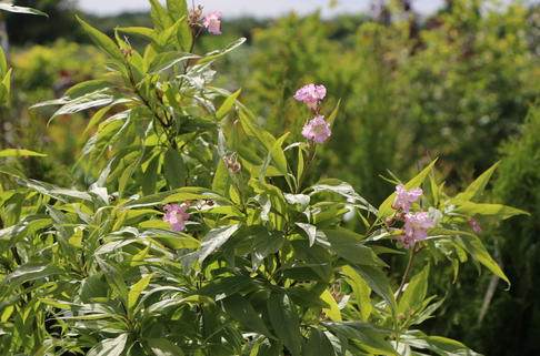 Sommerglocke 'Summer Bells' - Chitalpa tashkentensis 'Summer Bells'