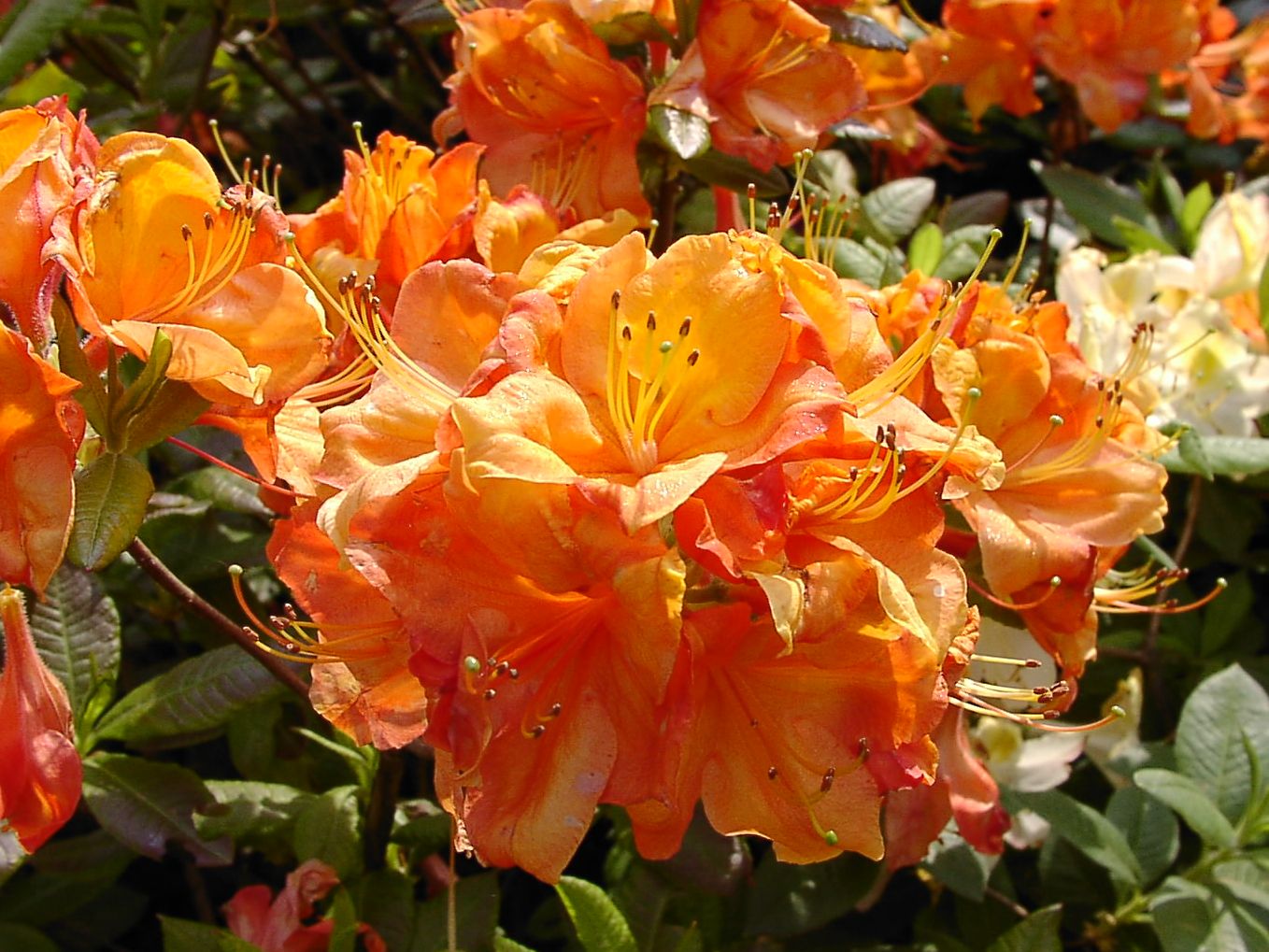 Sommergrüne Azalee 'Glowing Embers'