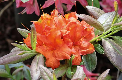 Sommergrüne Azalee 'Royal Command' - Rhododendron luteum 'Royal Command'