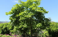 Sommergrüne Yulan-Magnolie