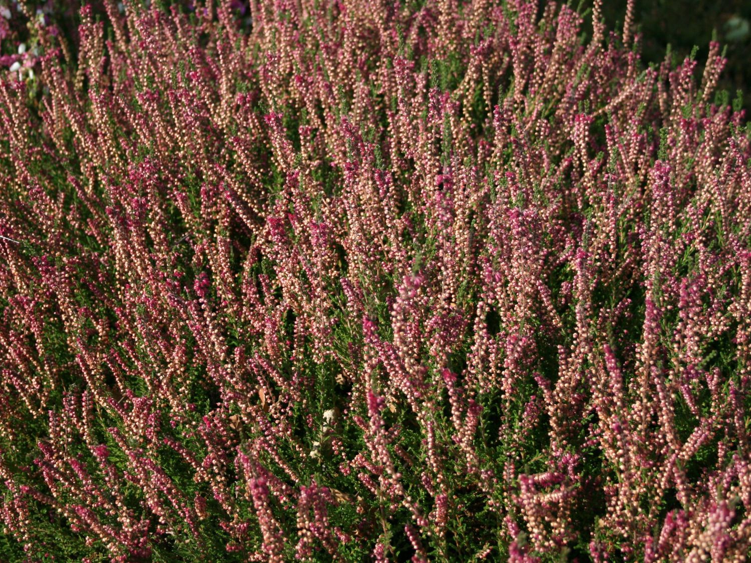 Sommerheide / Besenheide 'Allegro' - Calluna vulgaris 'Allegro'