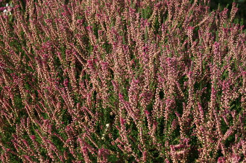 Sommerheide / Besenheide 'Allegro' - Calluna vulgaris 'Allegro'