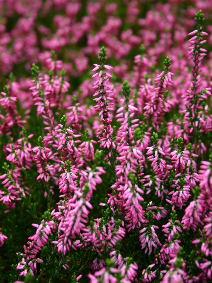 Sommerheide / Besenheide 'Anette' - Calluna vulgaris 'Anette'