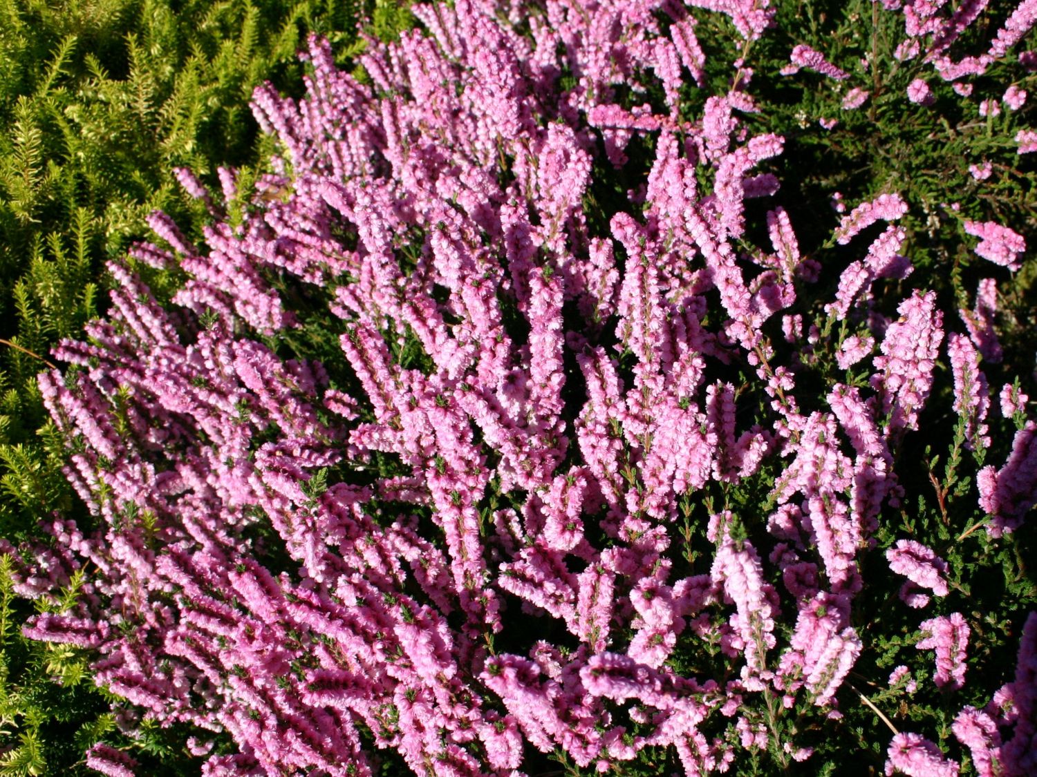 Sommerheide / Besenheide / 'Annabel' - Calluna vulgaris 'Annabel'