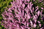 Sommerheide / Besenheide / 'Annabel' - Calluna vulgaris 'Annabel'