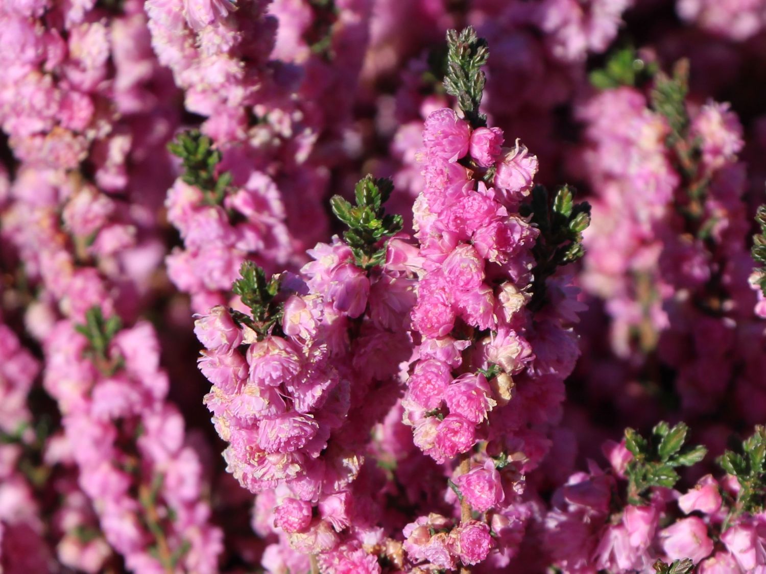 Sommerheide / Besenheide / 'Annabel' - Calluna vulgaris 'Annabel'