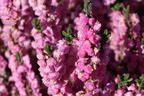 Sommerheide / Besenheide / 'Annabel' - Calluna vulgaris 'Annabel'