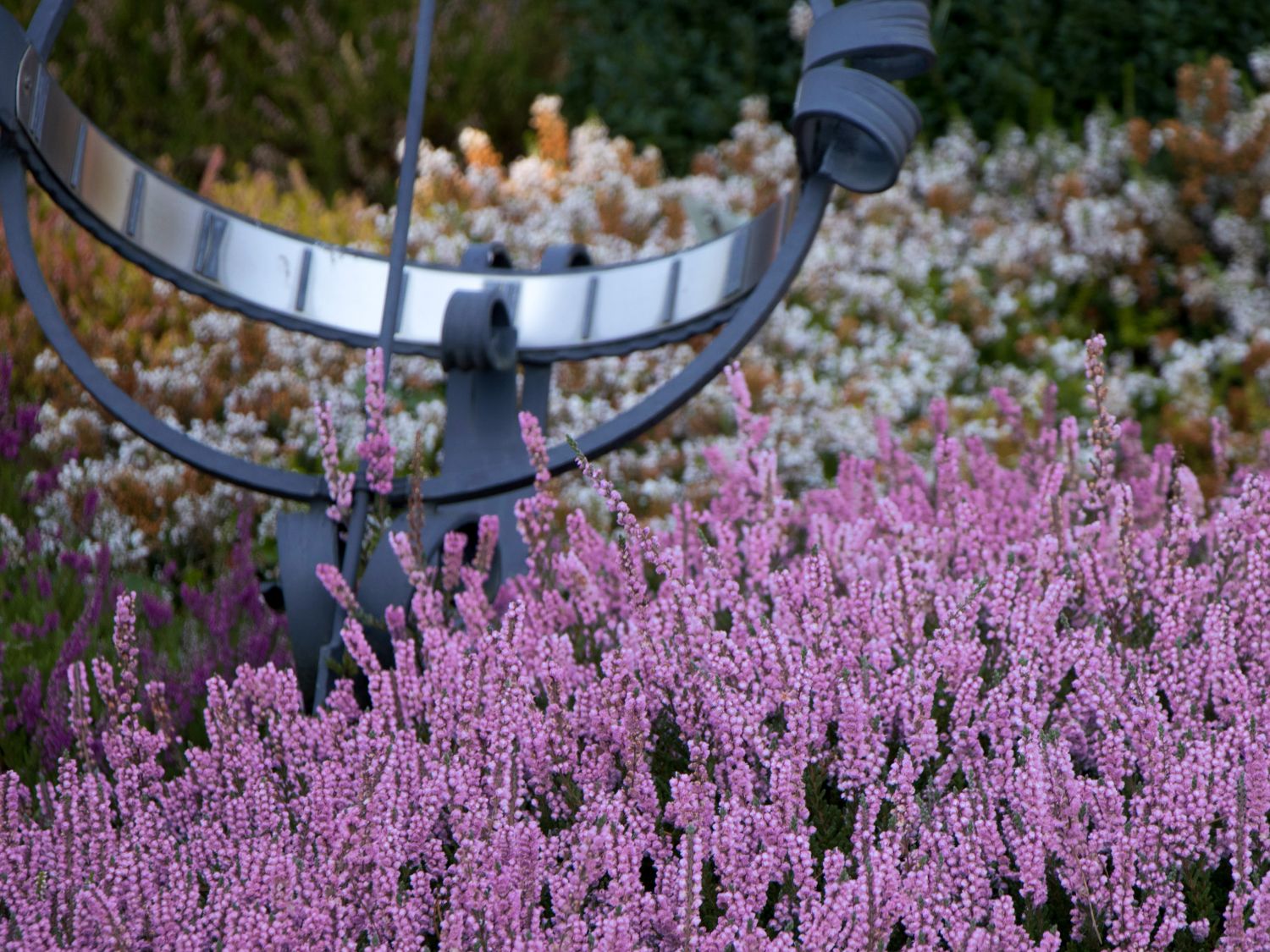 Sommerheide / Besenheide / 'Annabel' - Calluna vulgaris 'Annabel'
