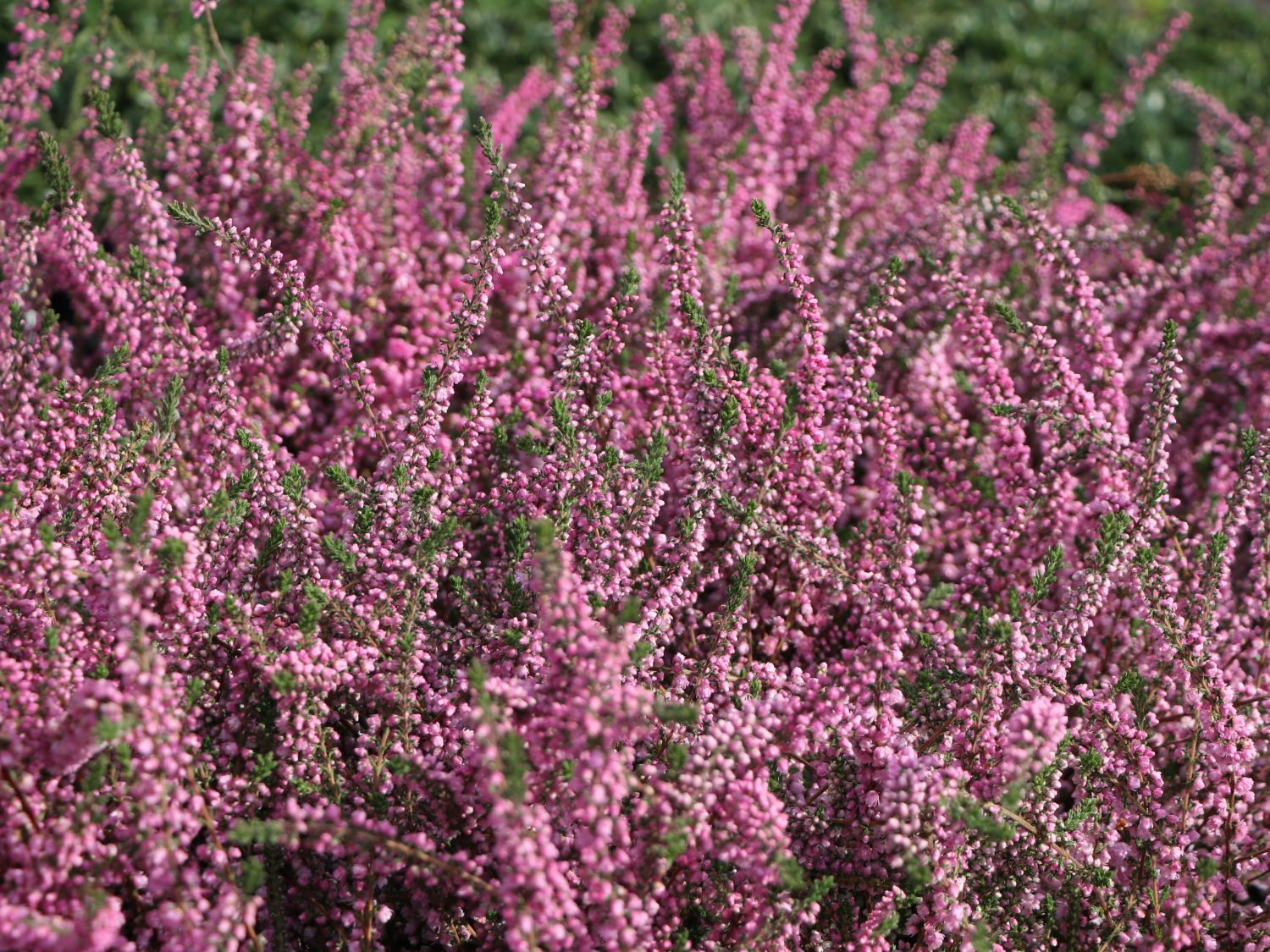 Sommerheide / Besenheide / 'Annabel' - Calluna vulgaris 'Annabel'