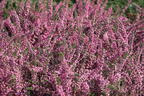 Sommerheide / Besenheide / 'Annabel' - Calluna vulgaris 'Annabel'