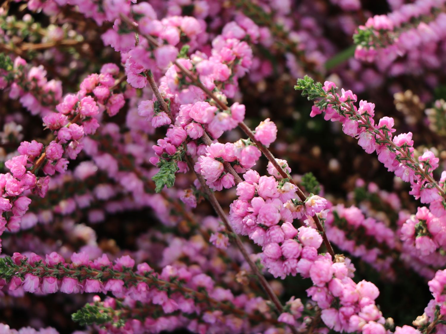 Sommerheide / Besenheide / 'Annabel' - Calluna vulgaris 'Annabel'