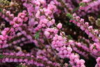 Sommerheide / Besenheide / 'Annabel' - Calluna vulgaris 'Annabel'