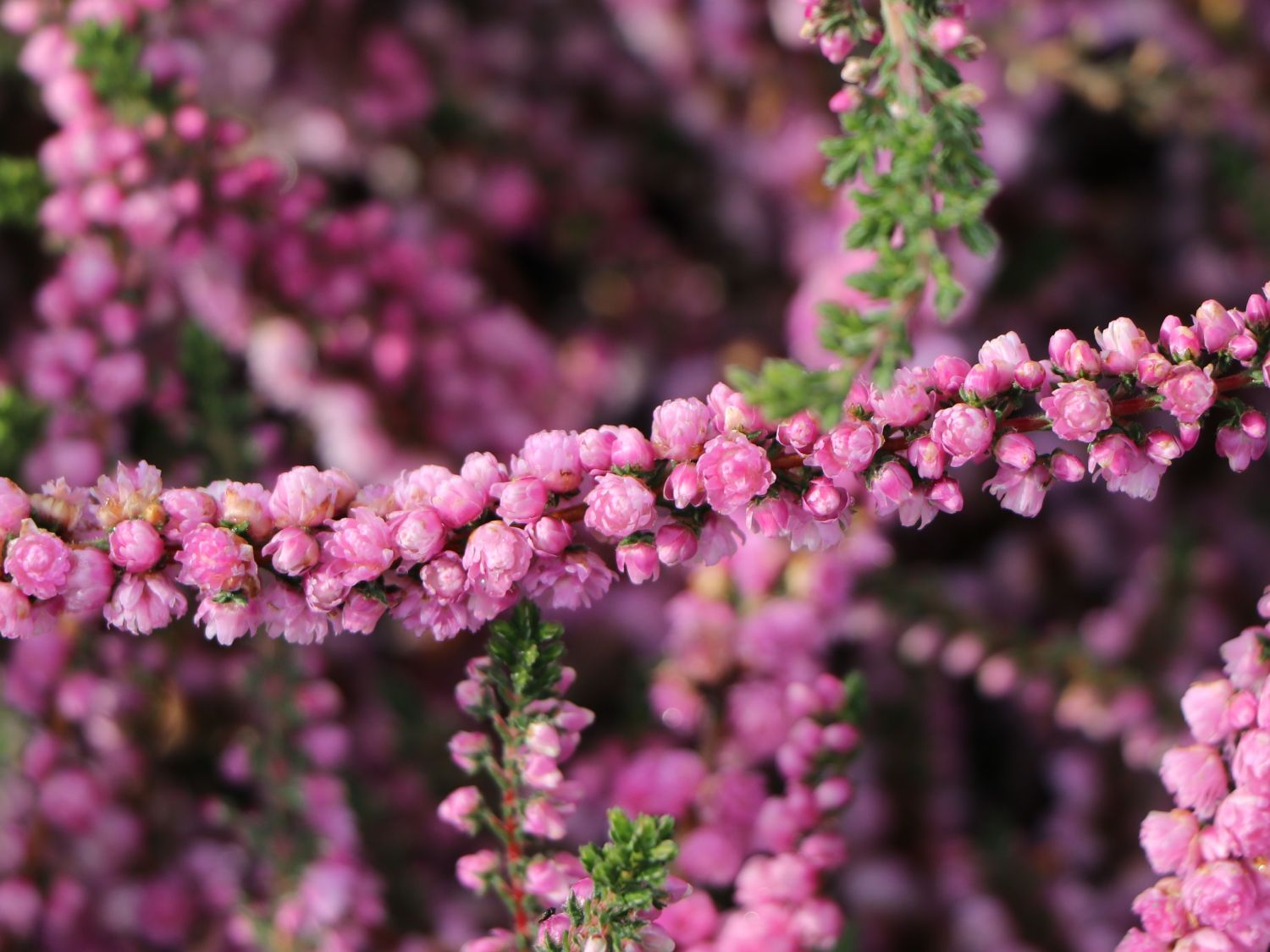 Sommerheide / Besenheide / 'Annabel' - Calluna vulgaris 'Annabel'