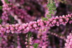 Sommerheide / Besenheide / 'Annabel' - Calluna vulgaris 'Annabel'
