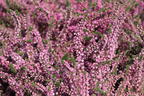 Sommerheide / Besenheide / 'Annabel' - Calluna vulgaris 'Annabel'