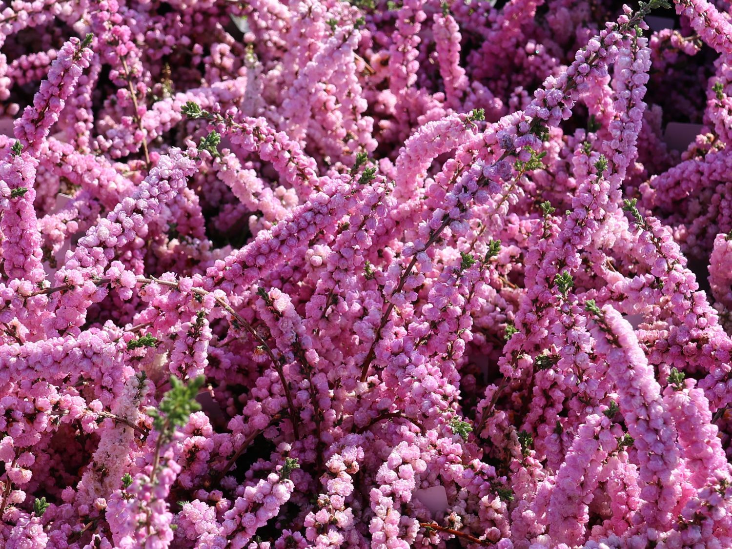 Sommerheide / Besenheide / 'Annabel' - Calluna vulgaris 'Annabel'