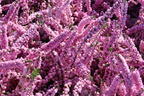 Sommerheide / Besenheide / 'Annabel' - Calluna vulgaris 'Annabel'