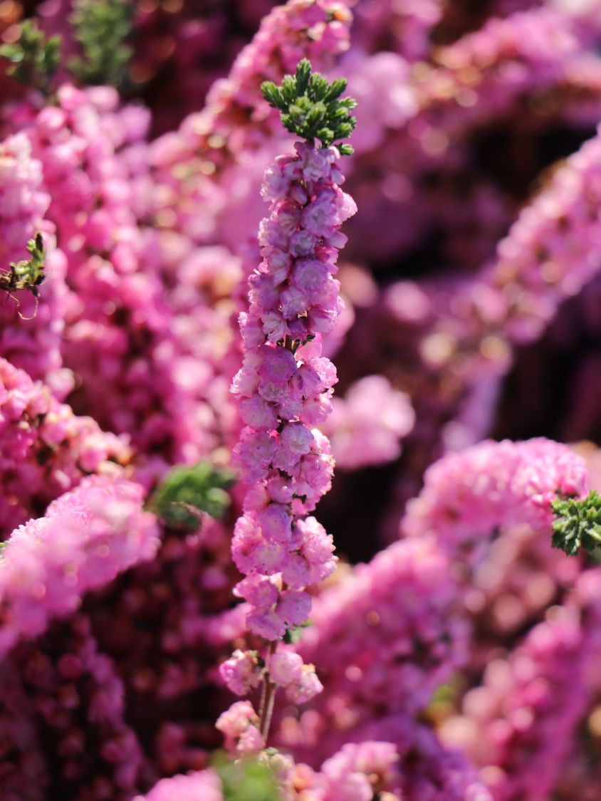 Sommerheide / Besenheide / 'Annabel' - Calluna vulgaris 'Annabel'