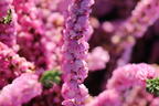 Sommerheide / Besenheide / 'Annabel' - Calluna vulgaris 'Annabel'