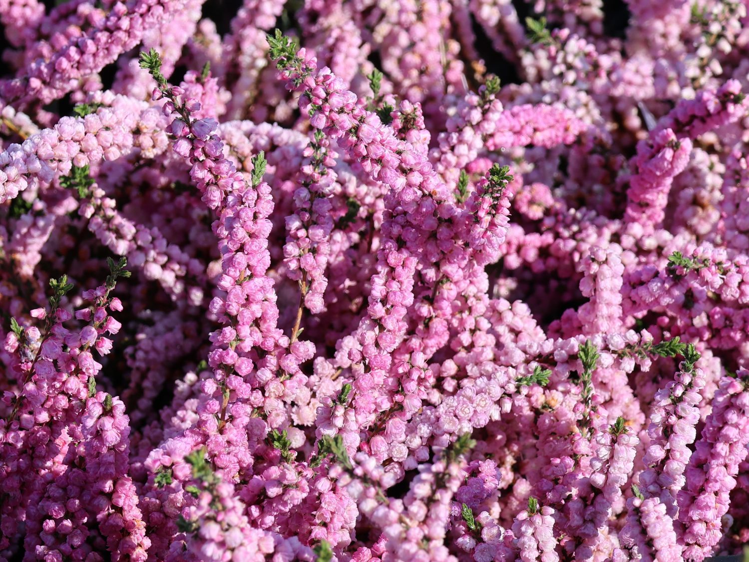 Sommerheide / Besenheide / 'Annabel' - Calluna vulgaris 'Annabel'