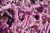 Sommerheide / Besenheide / 'Annabel' - Calluna vulgaris 'Annabel'