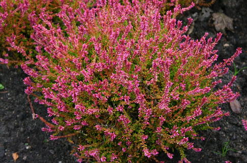 Sommerheide / Besenheide 'Bonita' - Calluna vulgaris 'Bonita'