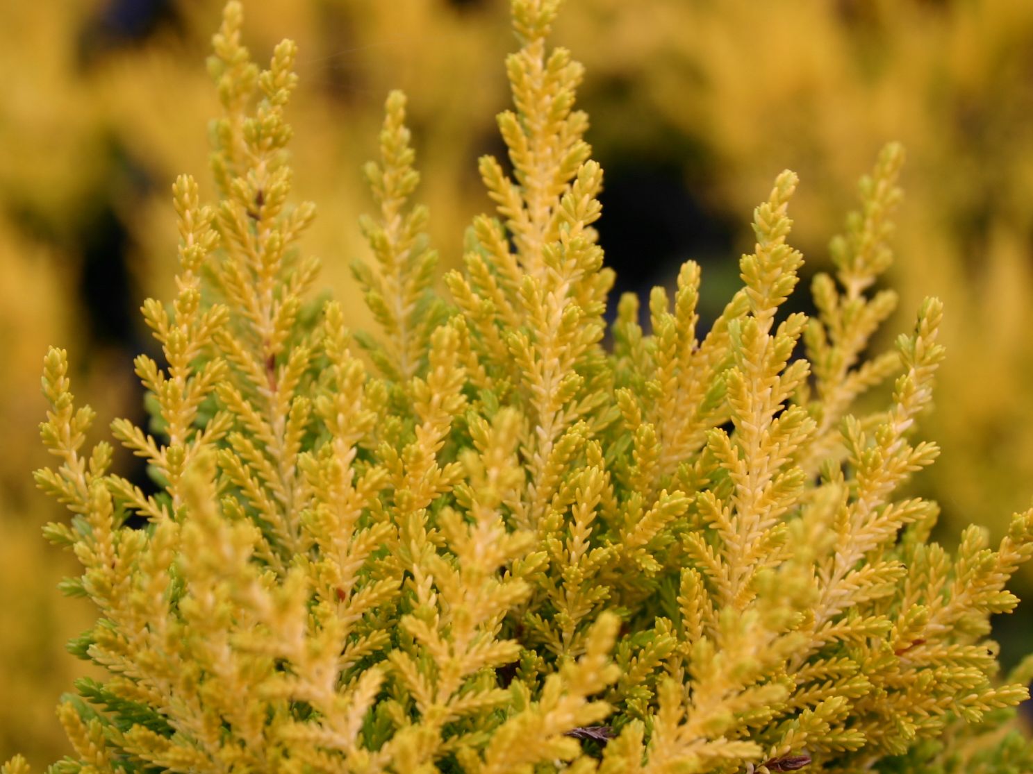 Sommerheide / Besenheide 'Cottswood Gold'