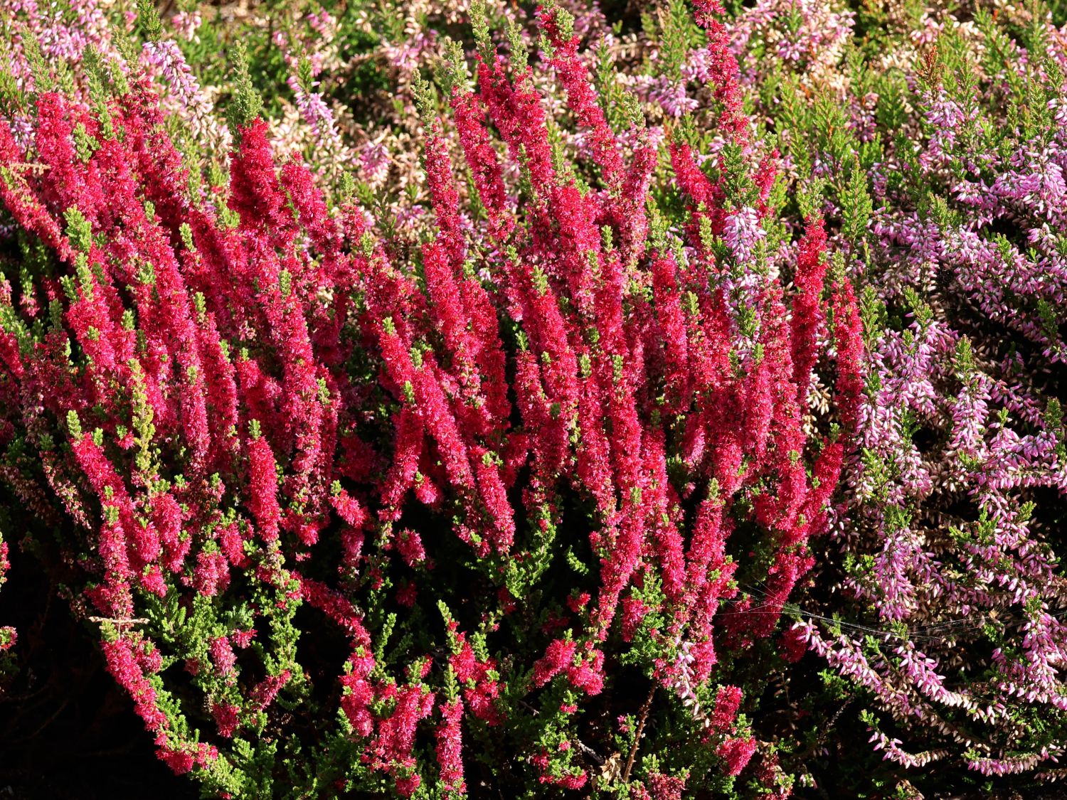 Sommerheide / Besenheide 'Disco Queen'