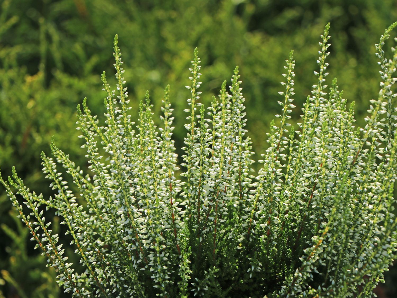 Sommerheide / Besenheide Gardengirls ®️ 'Elisa'