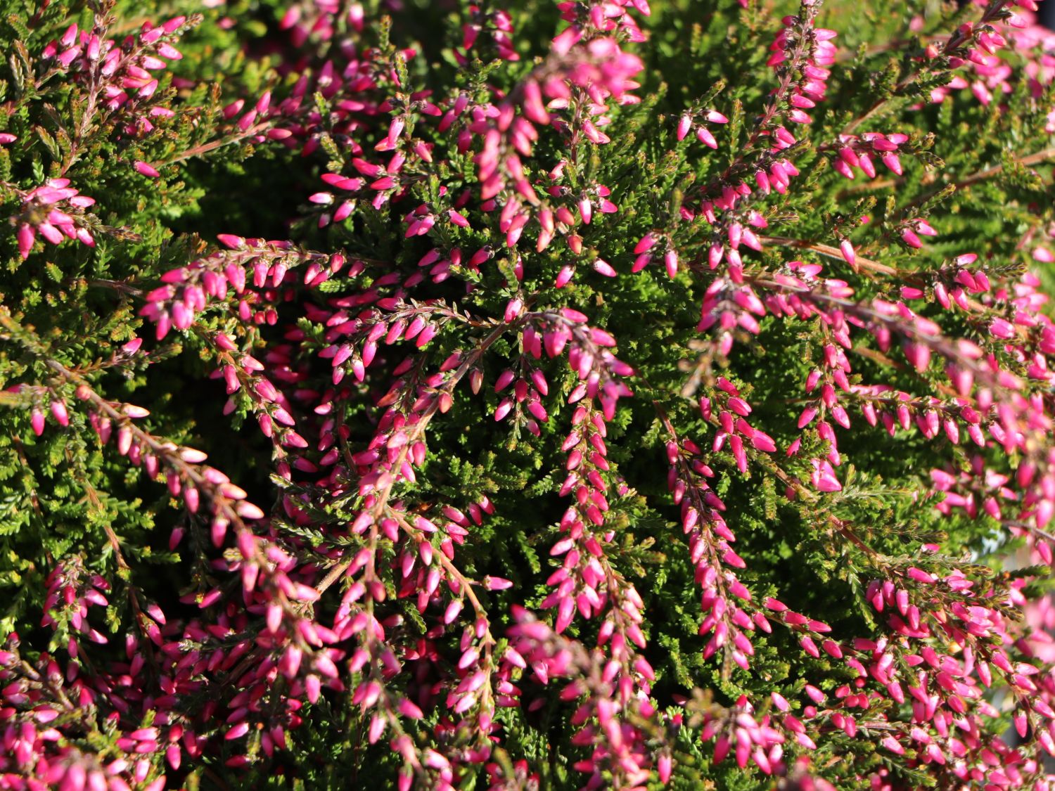Sommerheide / Besenheide Gardengirls ® 'Maite' - Calluna vulgaris Gardengirls ® 'Maite'
