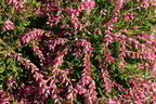 Sommerheide / Besenheide Gardengirls ® 'Maite' - Calluna vulgaris Gardengirls ® 'Maite'