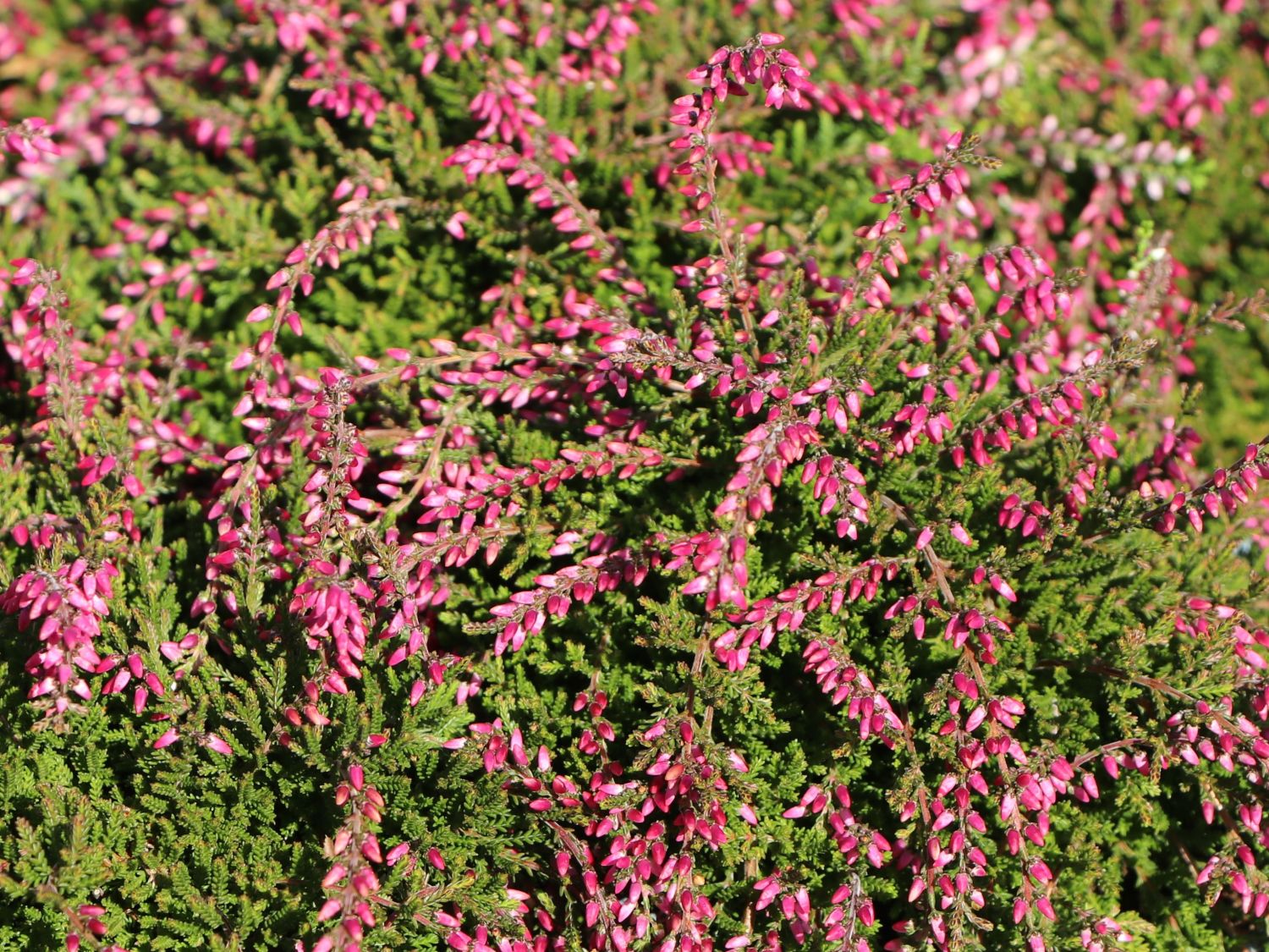 Sommerheide / Besenheide Gardengirls ® 'Maite' - Calluna vulgaris Gardengirls ® 'Maite'