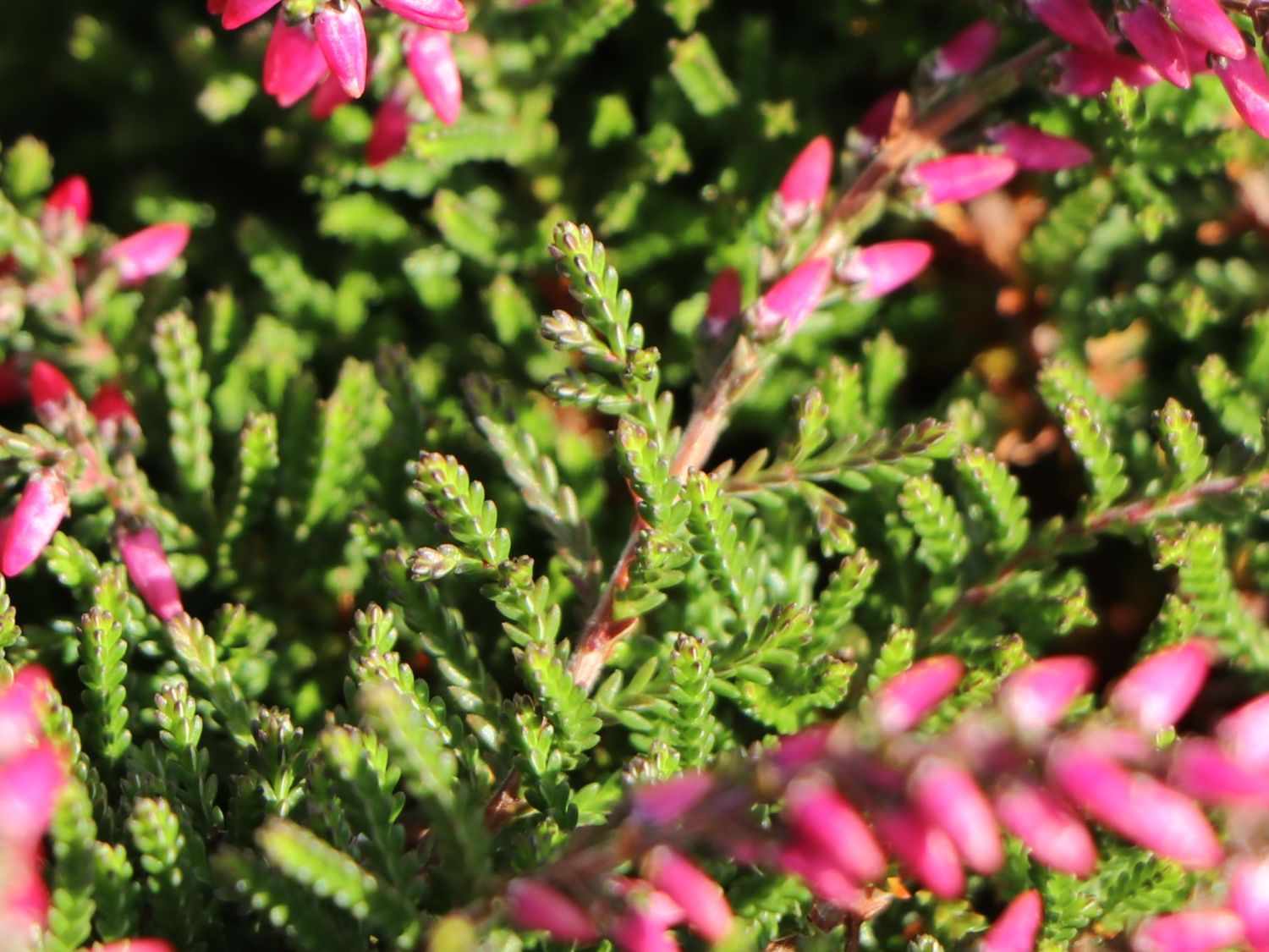 Sommerheide / Besenheide Gardengirls ® 'Maite' - Calluna vulgaris Gardengirls ® 'Maite'