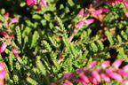 Sommerheide / Besenheide Gardengirls ® 'Maite' - Calluna vulgaris Gardengirls ® 'Maite'