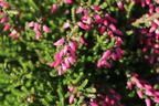 Sommerheide / Besenheide Gardengirls ® 'Maite' - Calluna vulgaris Gardengirls ® 'Maite'