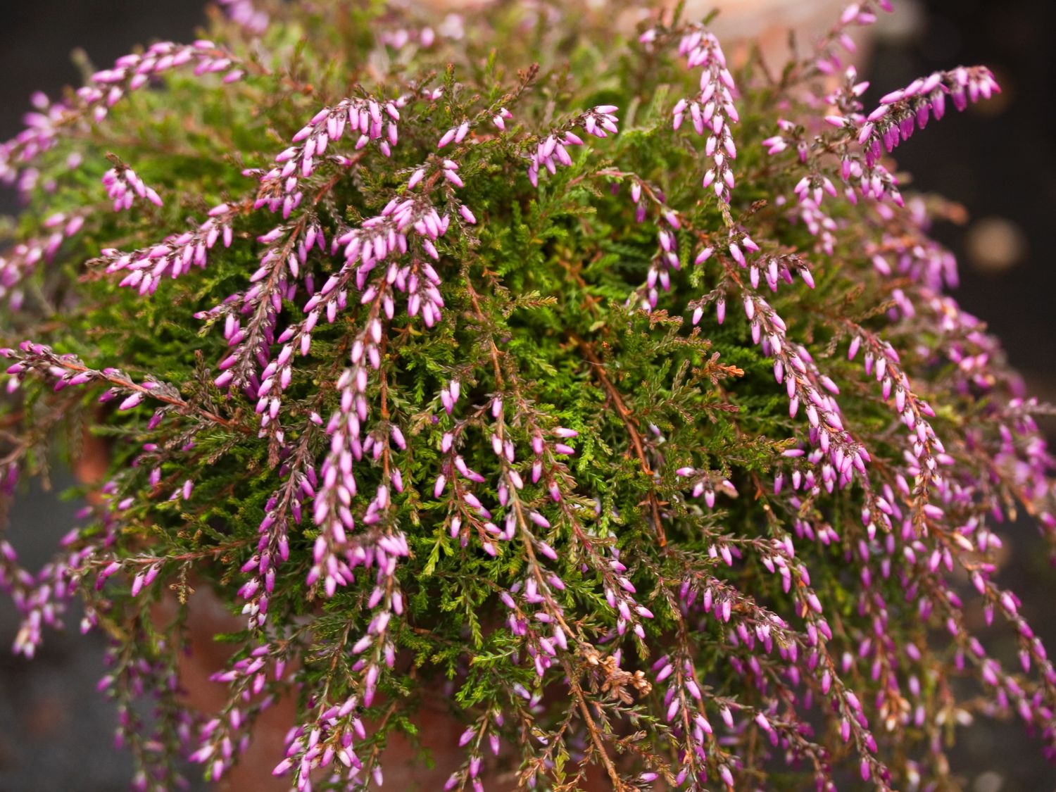 Sommerheide / Besenheide GardenGirls ® 'Nelly' - Calluna vulgaris GardenGirls ® 'Nelly'