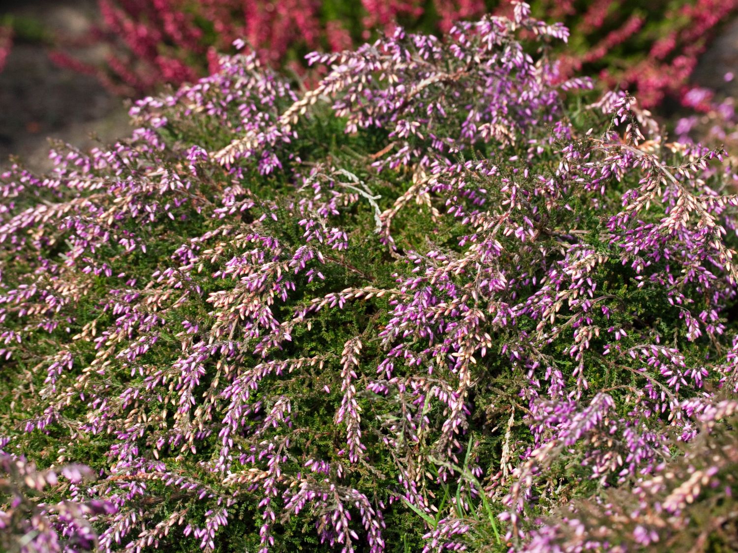Sommerheide / Besenheide GardenGirls ® 'Nelly' - Calluna vulgaris GardenGirls ® 'Nelly'