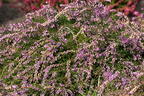 Sommerheide / Besenheide GardenGirls ® 'Nelly' - Calluna vulgaris GardenGirls ® 'Nelly'