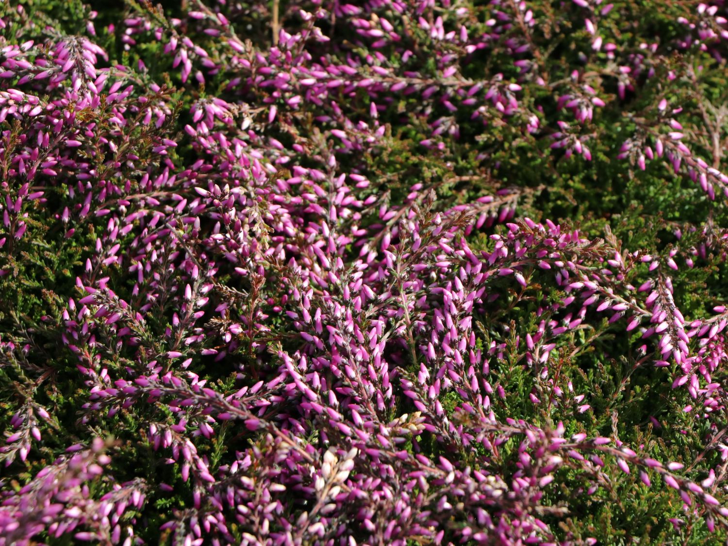 Sommerheide / Besenheide GardenGirls ® 'Nelly' - Calluna vulgaris GardenGirls ® 'Nelly'