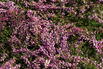 Sommerheide / Besenheide GardenGirls ® 'Nelly' - Calluna vulgaris GardenGirls ® 'Nelly'
