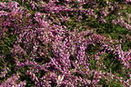 Sommerheide / Besenheide GardenGirls ® 'Nelly' - Calluna vulgaris GardenGirls ® 'Nelly'