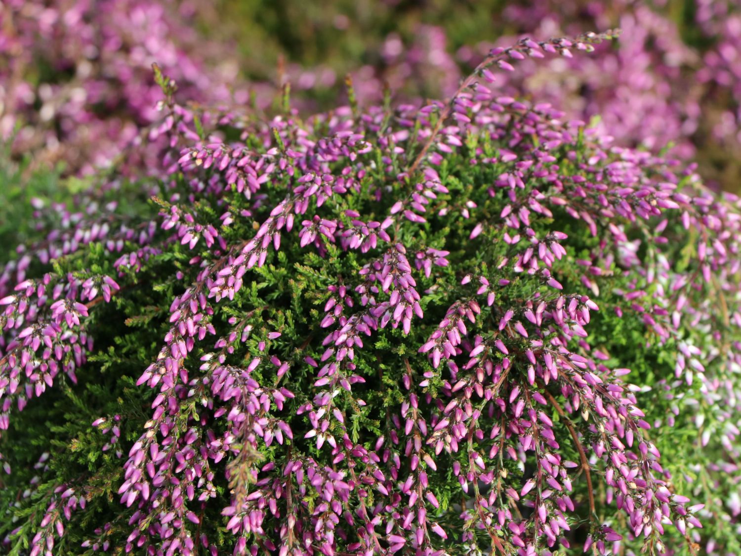 Sommerheide / Besenheide GardenGirls ® 'Nelly' - Calluna vulgaris GardenGirls ® 'Nelly'