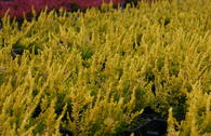 Sommerheide / Besenheide 'Gold Haze'