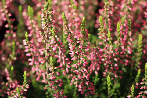Sommerheide / Besenheide 'Katja' - Calluna vulgaris 'Katja'