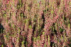 Sommerheide / Besenheide 'Katja' - Calluna vulgaris 'Katja'